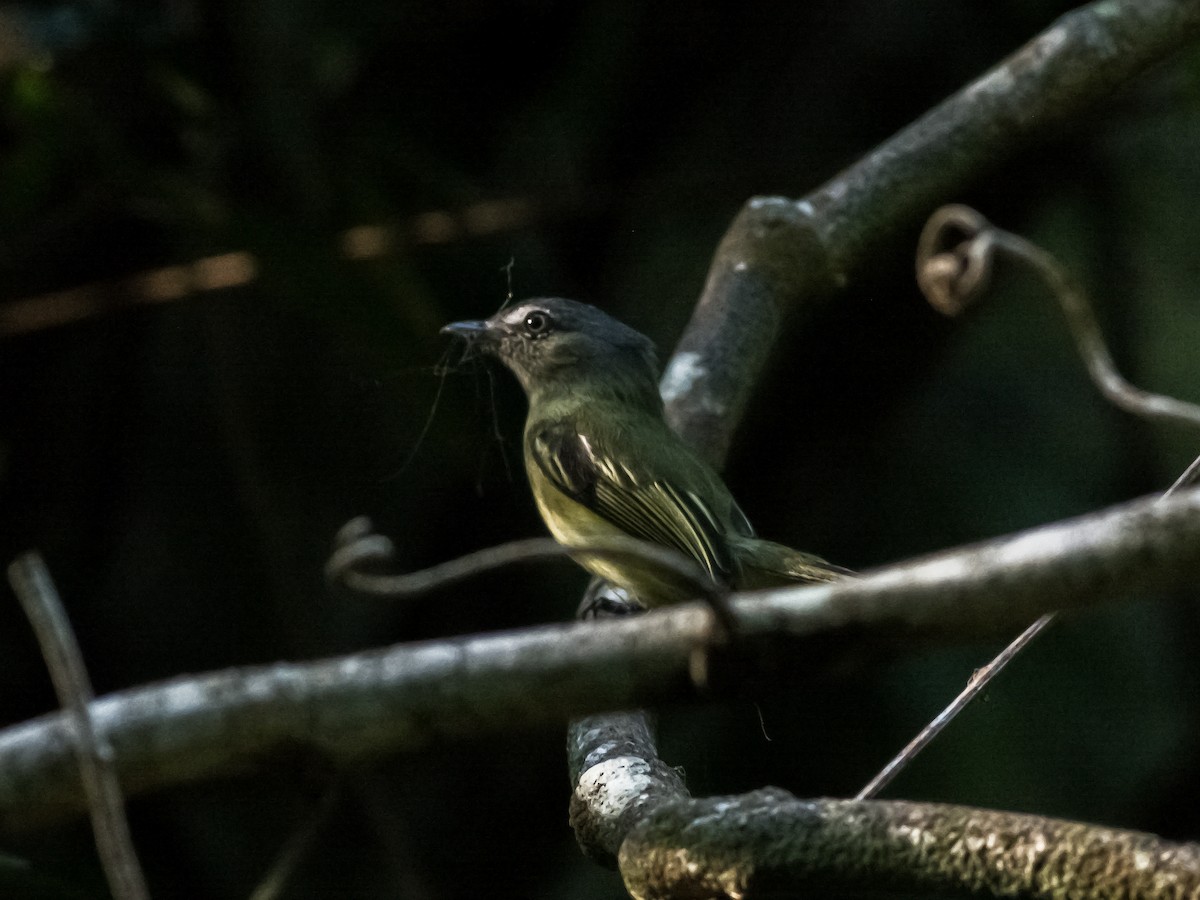 Gray-crowned Flatbill - ML68967721