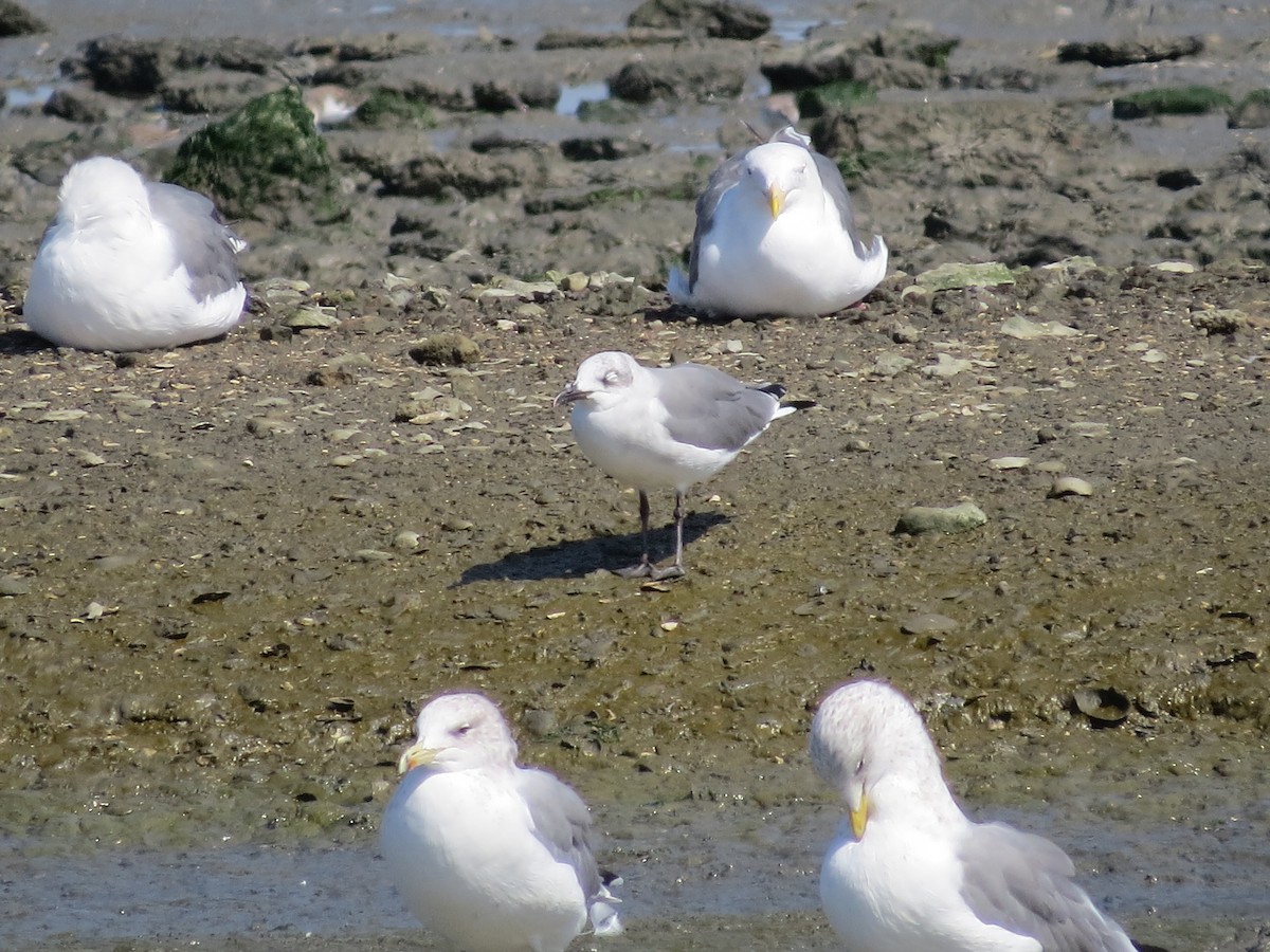 Laughing Gull - ML68970871