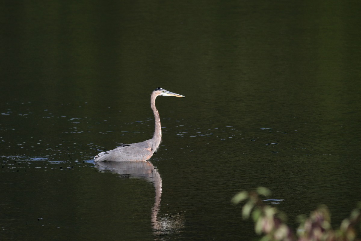 Great Blue Heron (Great Blue) - ML68971241