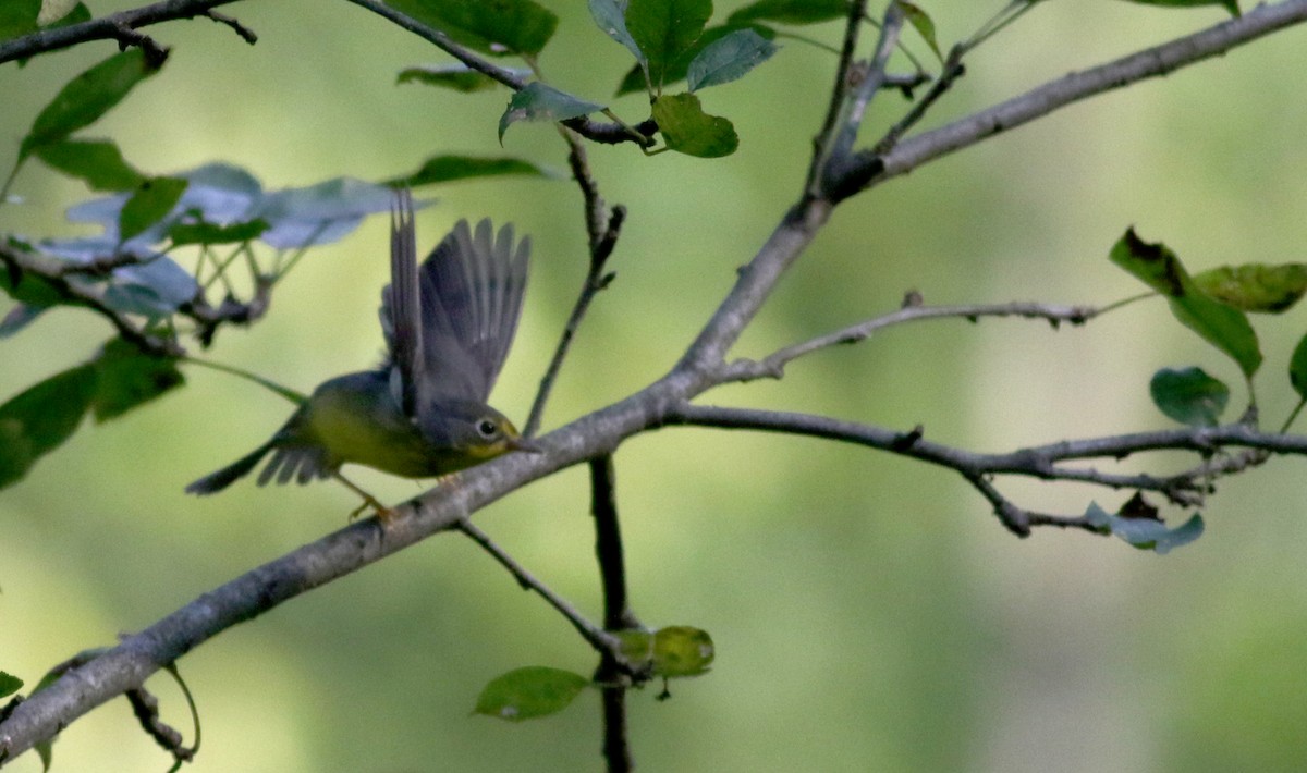 Canada Warbler - ML68971381