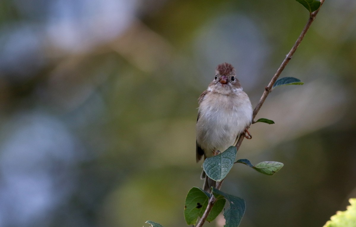 Field Sparrow - Jay McGowan