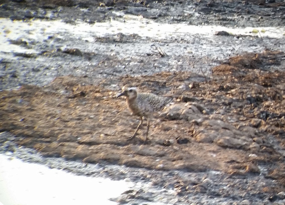 American Golden-Plover - ML68974801