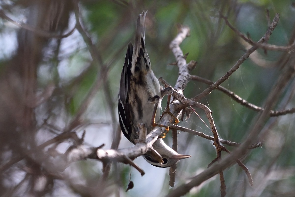 Black-and-white Warbler - ML68975001