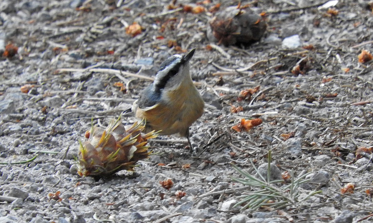 Red-breasted Nuthatch - Mary Brown