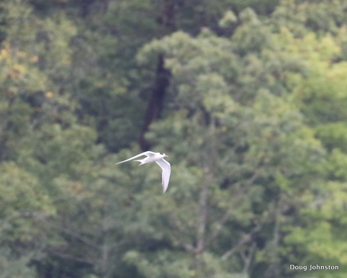 Common Tern - ML68976831