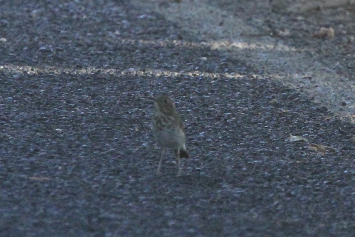 Hermit Thrush - ML68978331