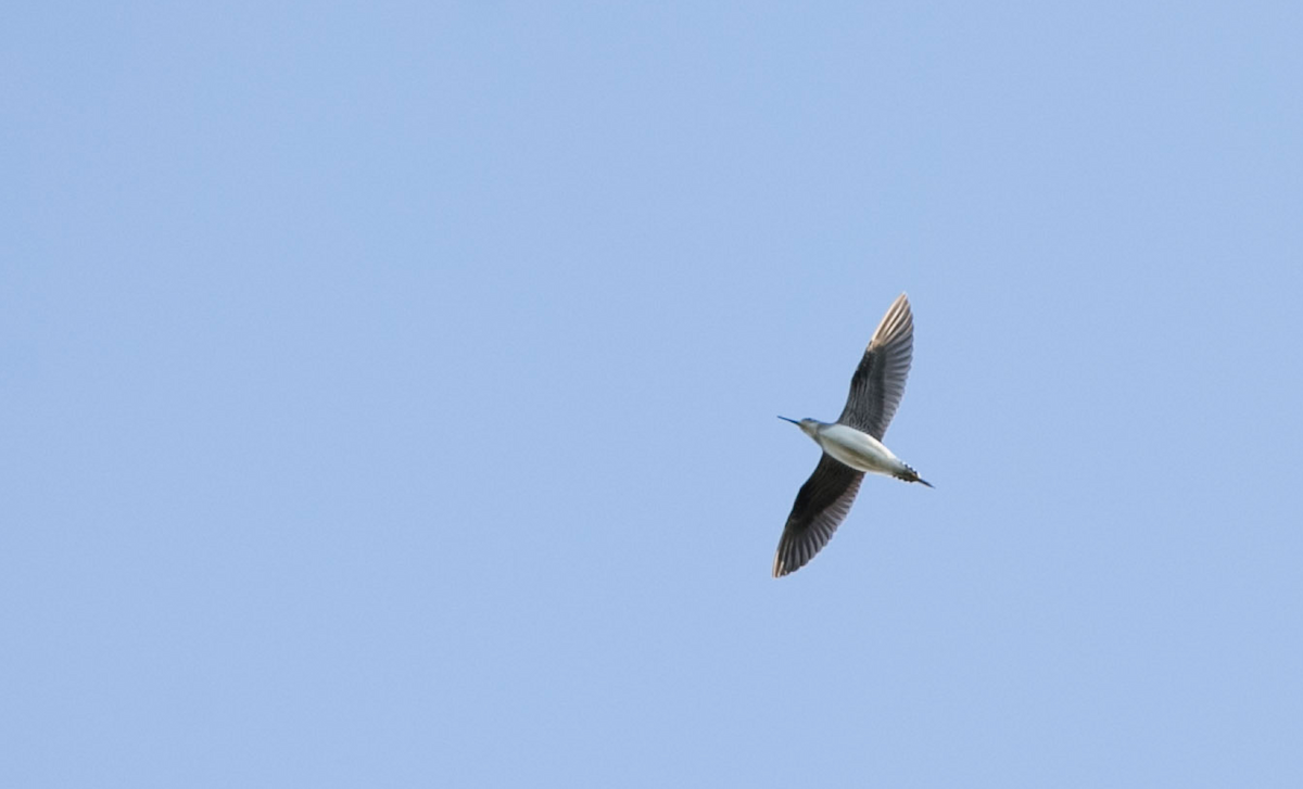 Solitary Sandpiper - Brandon Holden