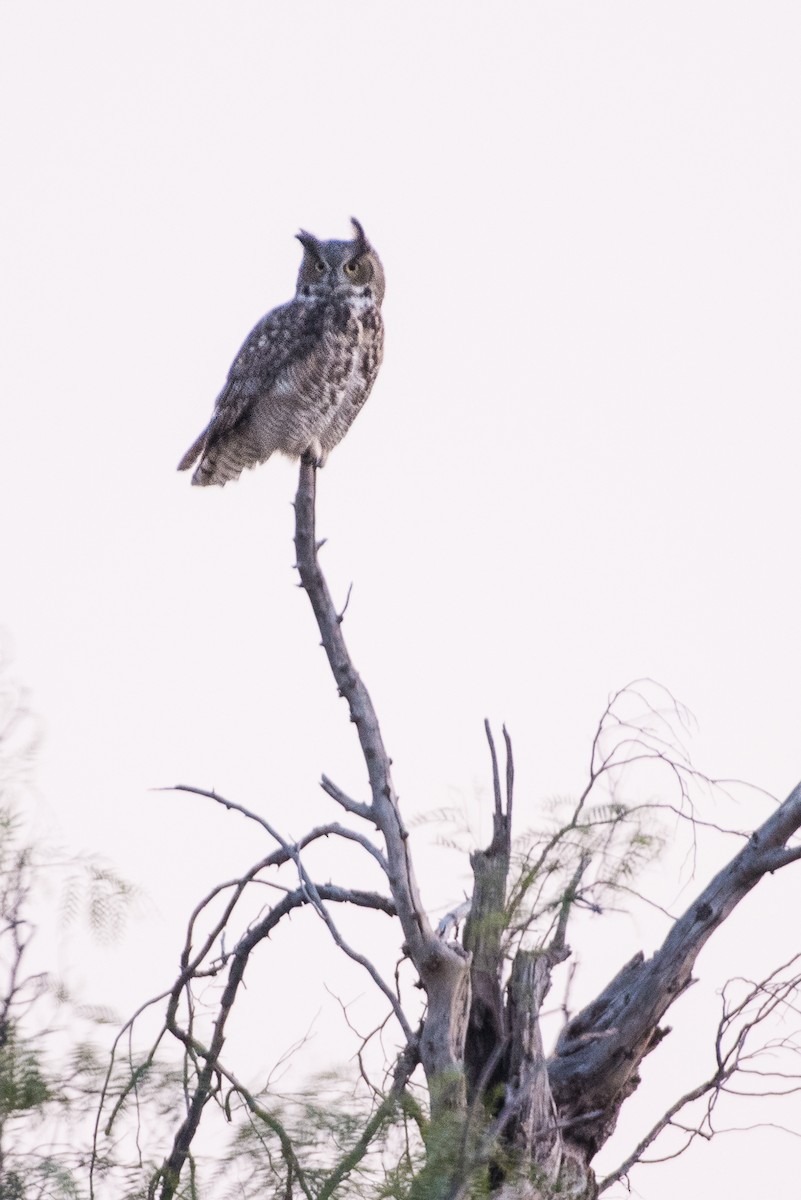 Great Horned Owl - ML68979471