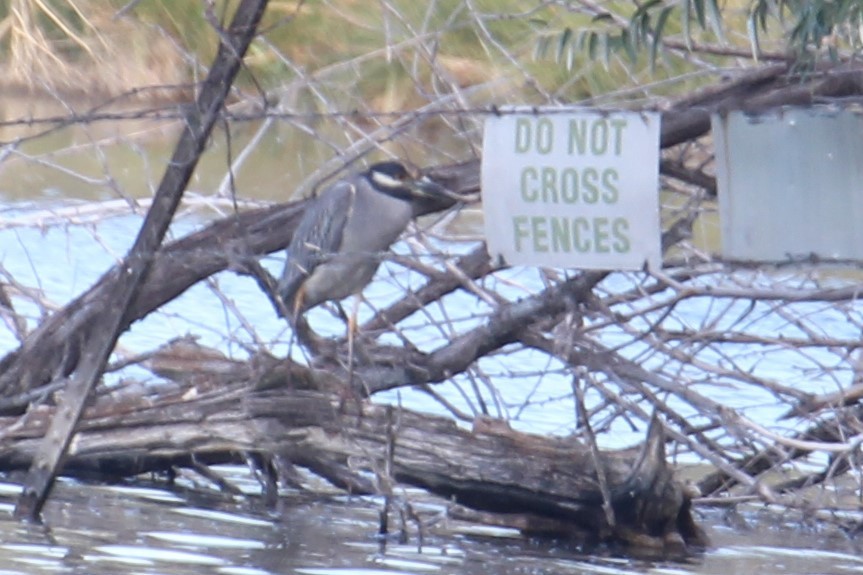 Yellow-crowned Night Heron - ML68982791