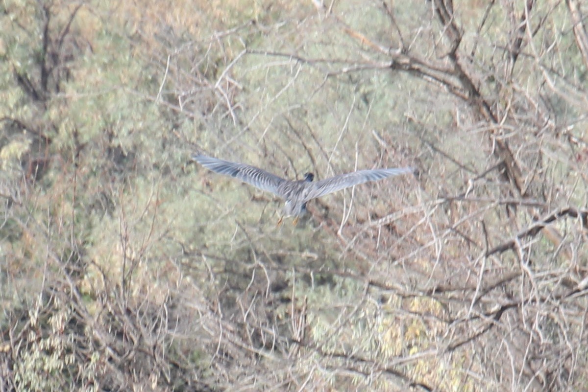 Yellow-crowned Night Heron - ML68982821