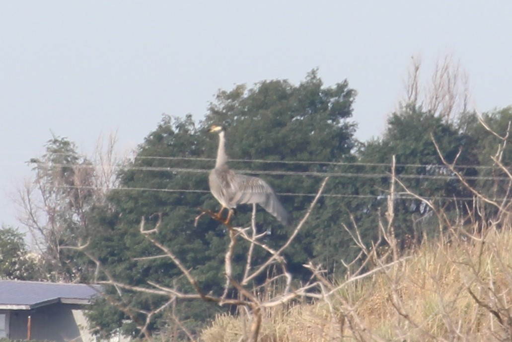 Yellow-crowned Night Heron - ML68982831