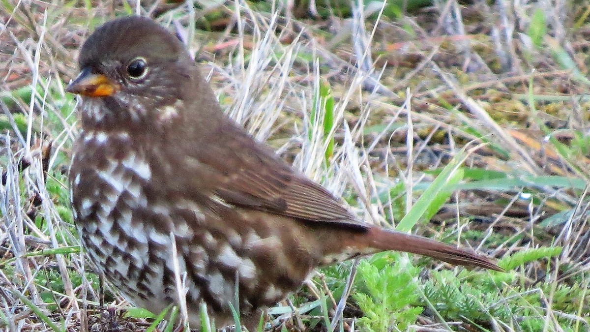 Fox Sparrow - Michael Barry