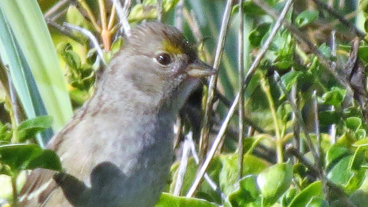 Golden-crowned Sparrow - Michael Barry