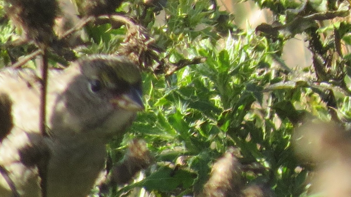 Golden-crowned Sparrow - ML68984111