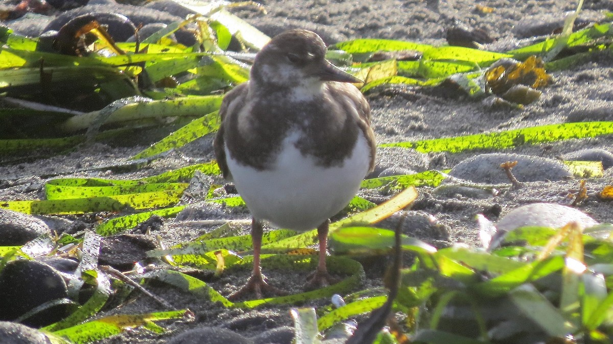 Ruddy Turnstone - ML68984541