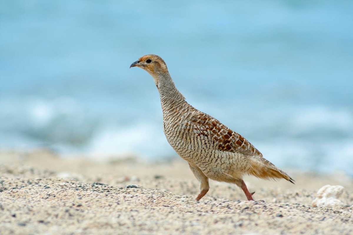 Gray Francolin - ML68986971