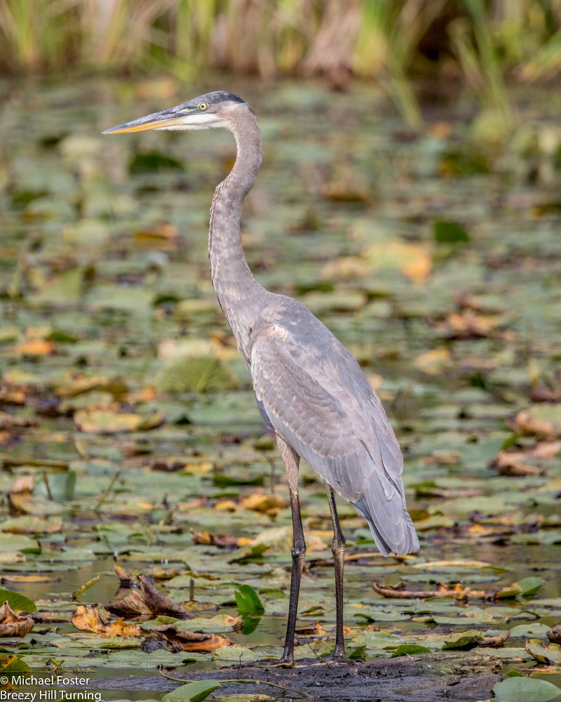 Great Blue Heron - ML68989191