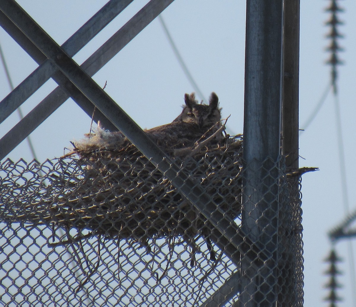 Great Horned Owl - ML68990771