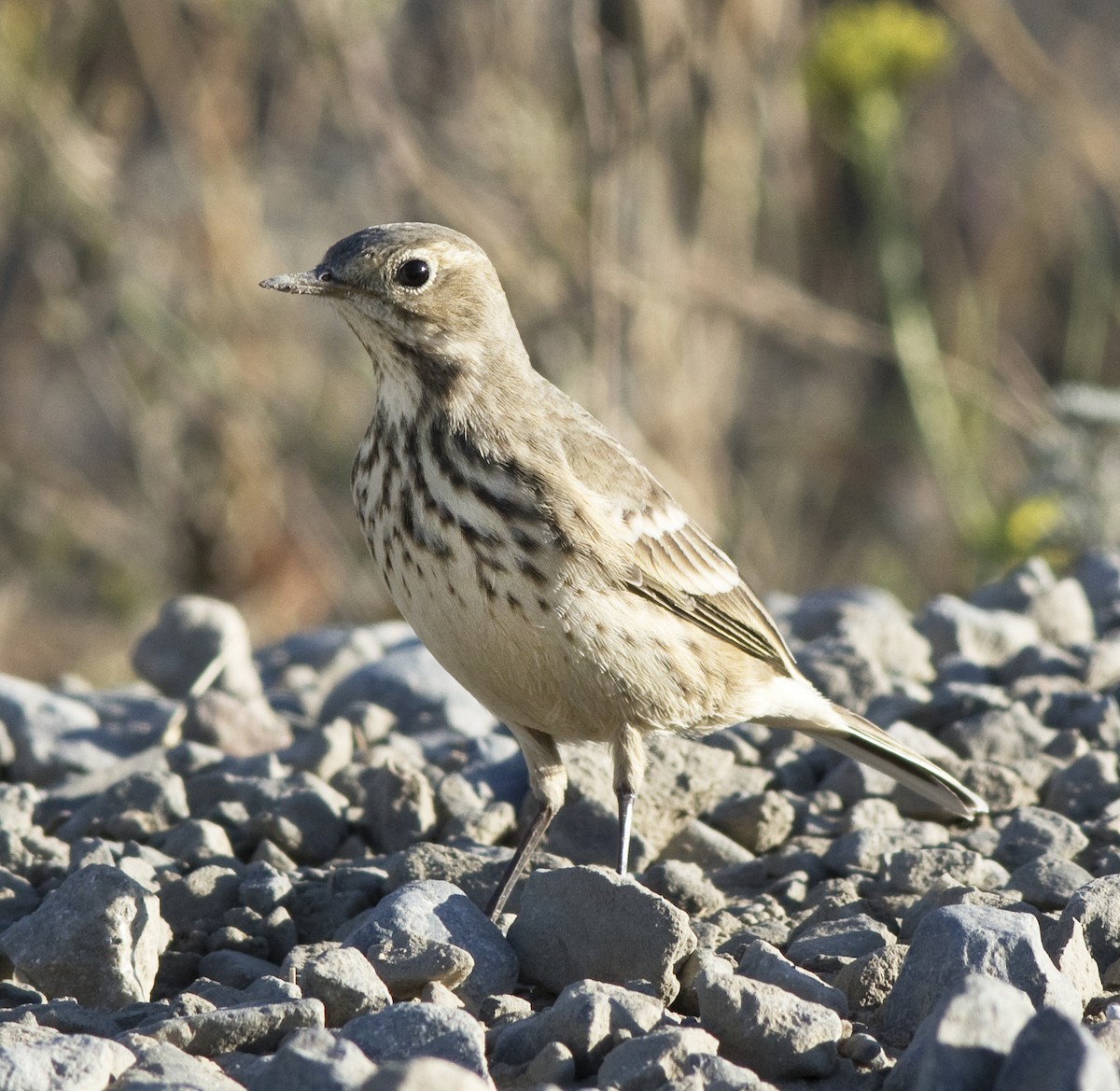 Txirta amerikarra - ML68991041