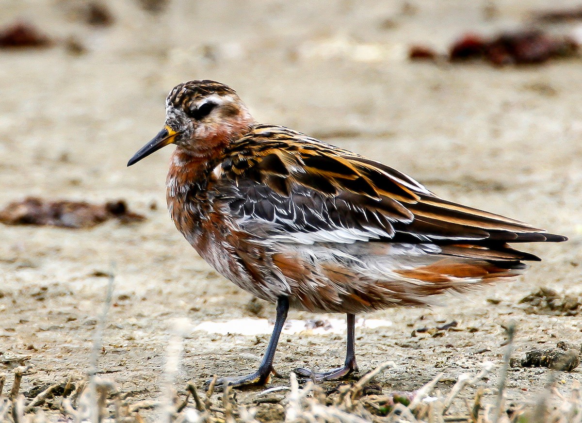 Red Phalarope - Blake Matheson