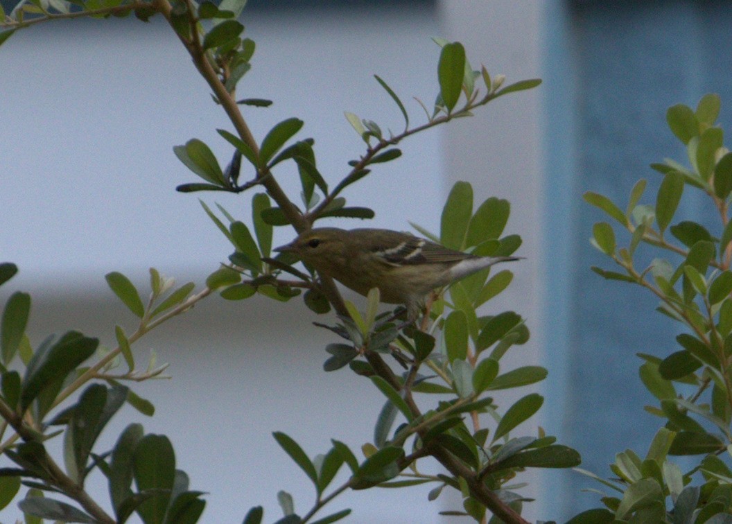 Blackpoll Warbler - ML68992921