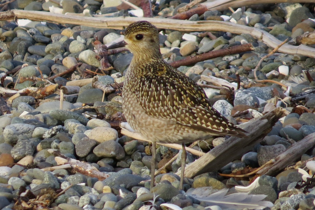 Pacific Golden-Plover - George Gerdts