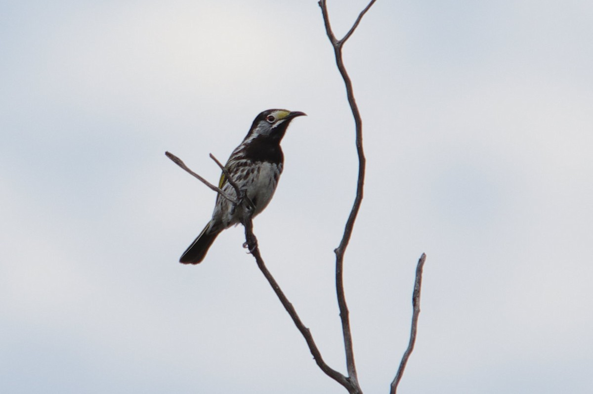 White-fronted Honeyeater - ML68994521