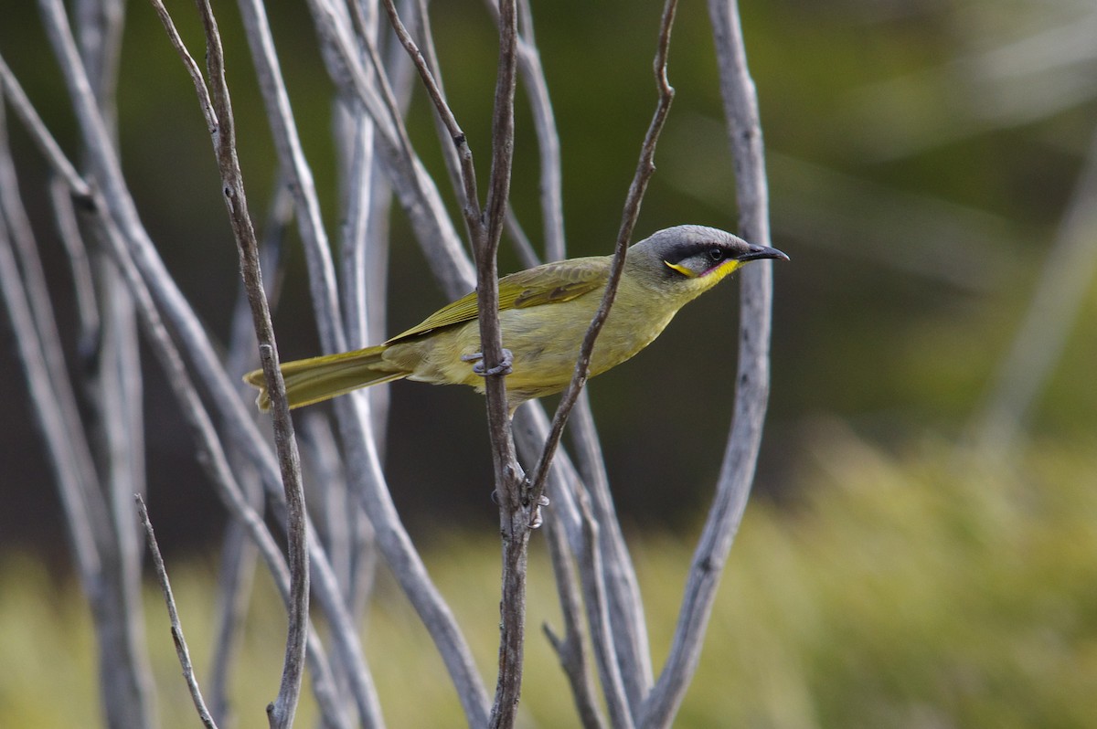 Purple-gaped Honeyeater - ML68994621