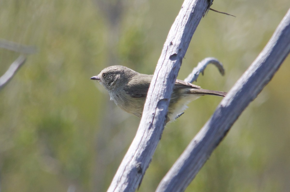 Slender-billed Thornbill - ML68995031