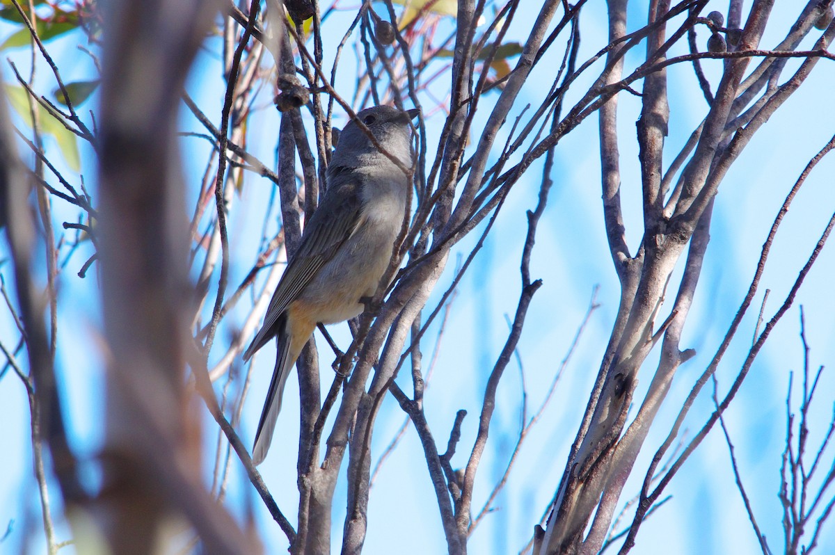 Red-lored Whistler - ML68995121