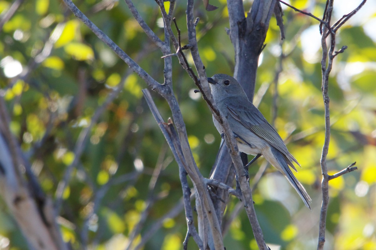 Red-lored Whistler - ML68995141