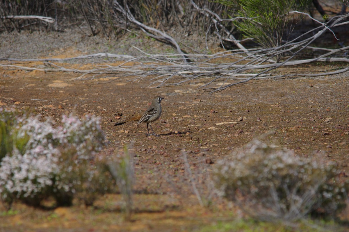 Southern Scrub-Robin - ML68995471