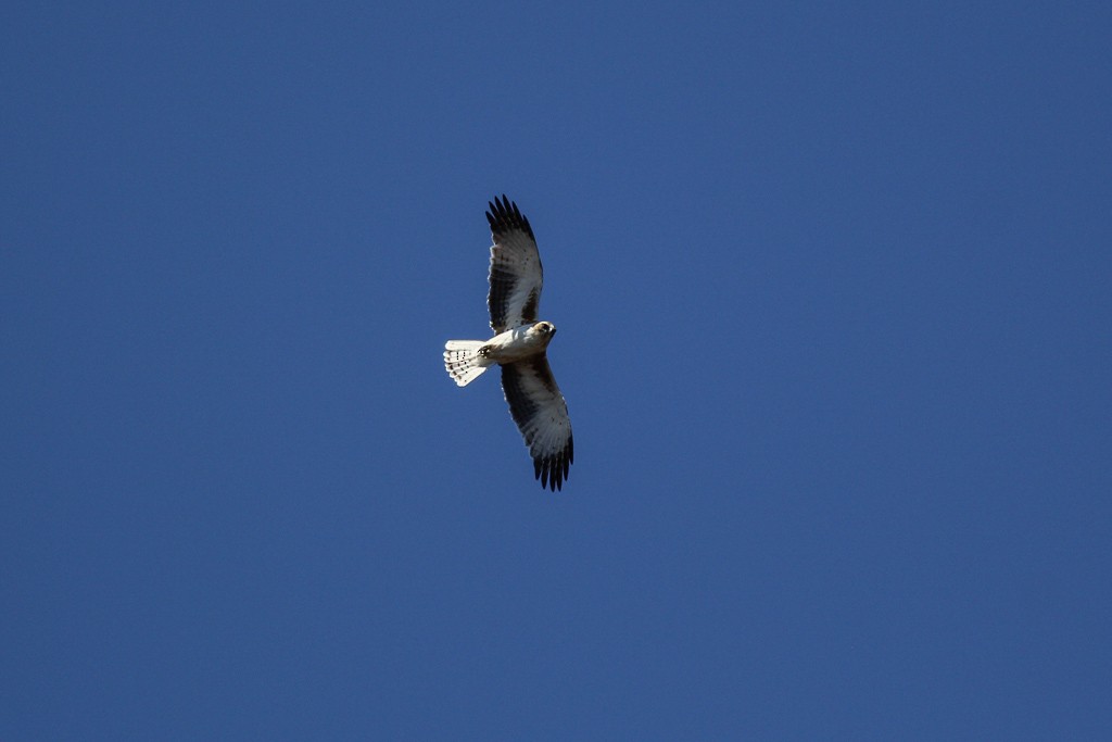 Águila Chica - ML68998701