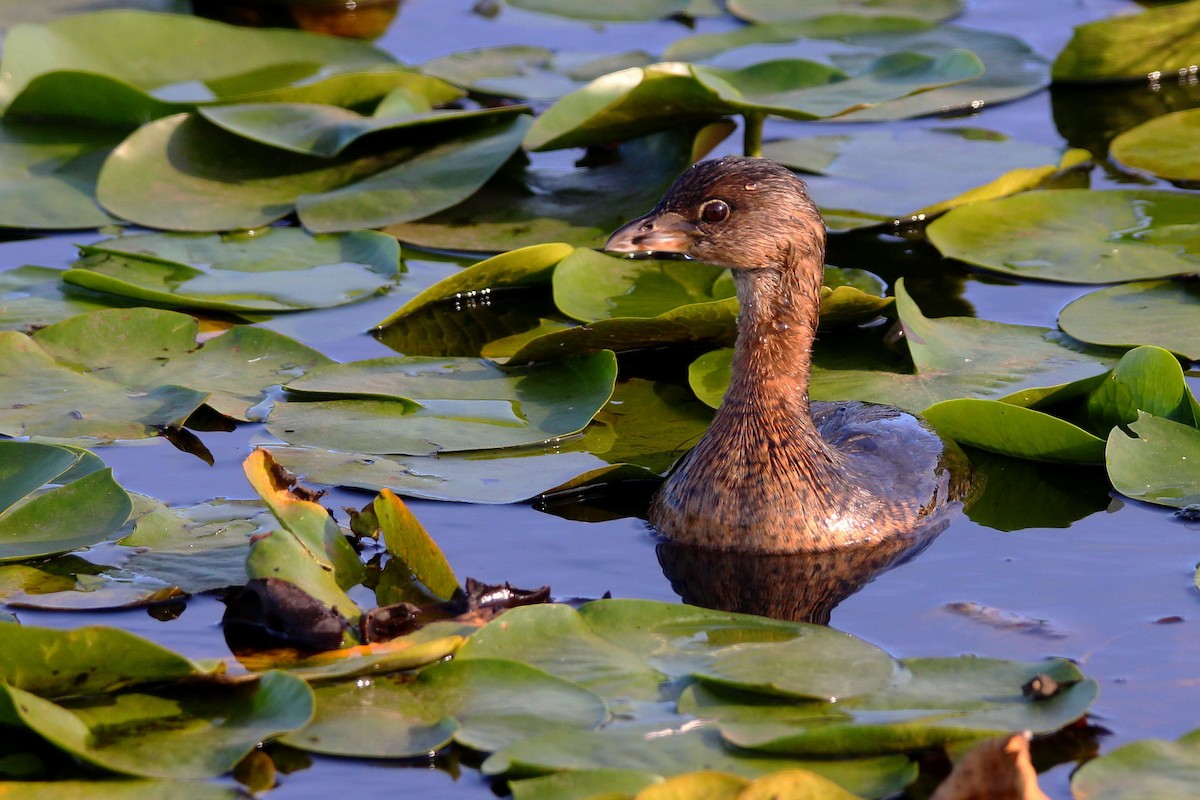 Pied-billed Grebe - ML68999291