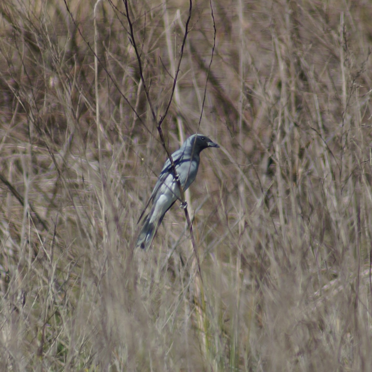 Black-faced Cuckooshrike - ML69000491