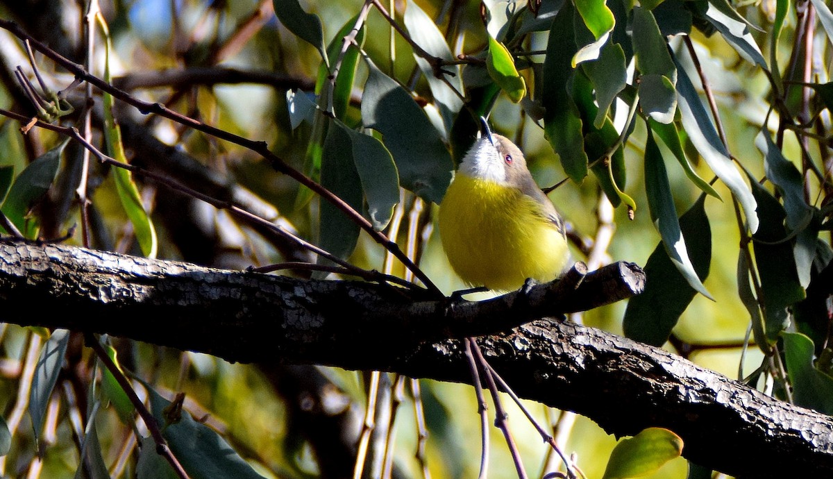 White-throated Gerygone - ML69001921