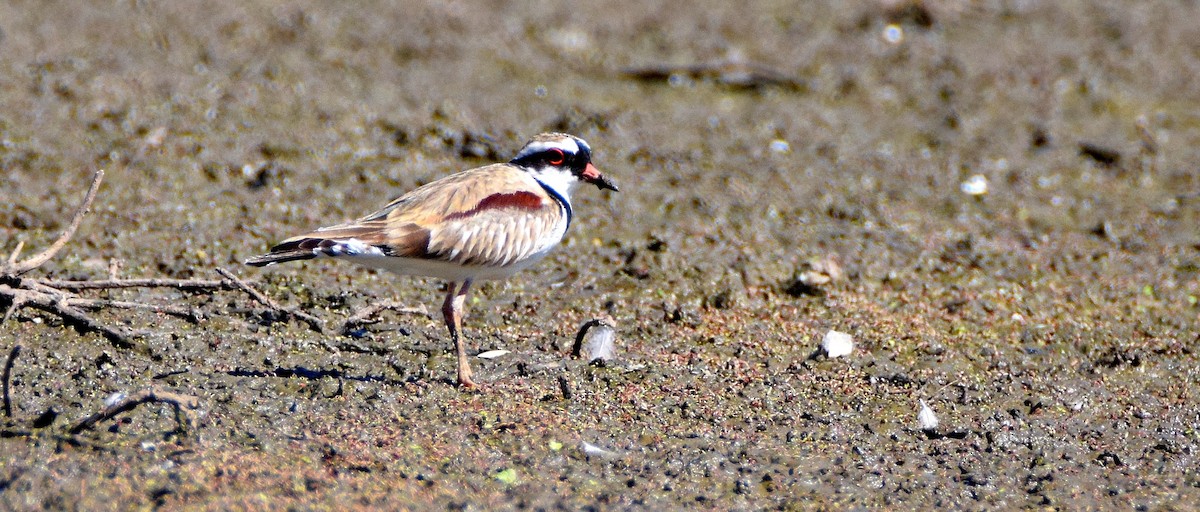 Black-fronted Dotterel - Chris Wills