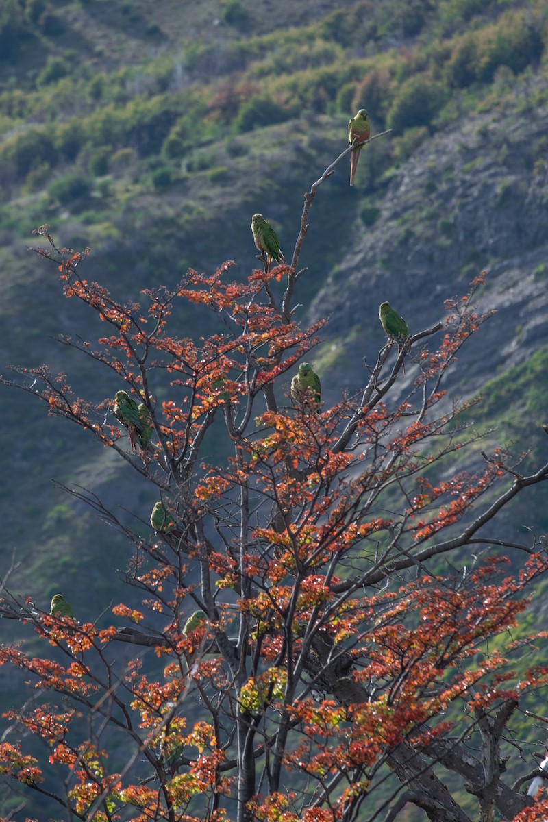 Austral Parakeet - ML69002591
