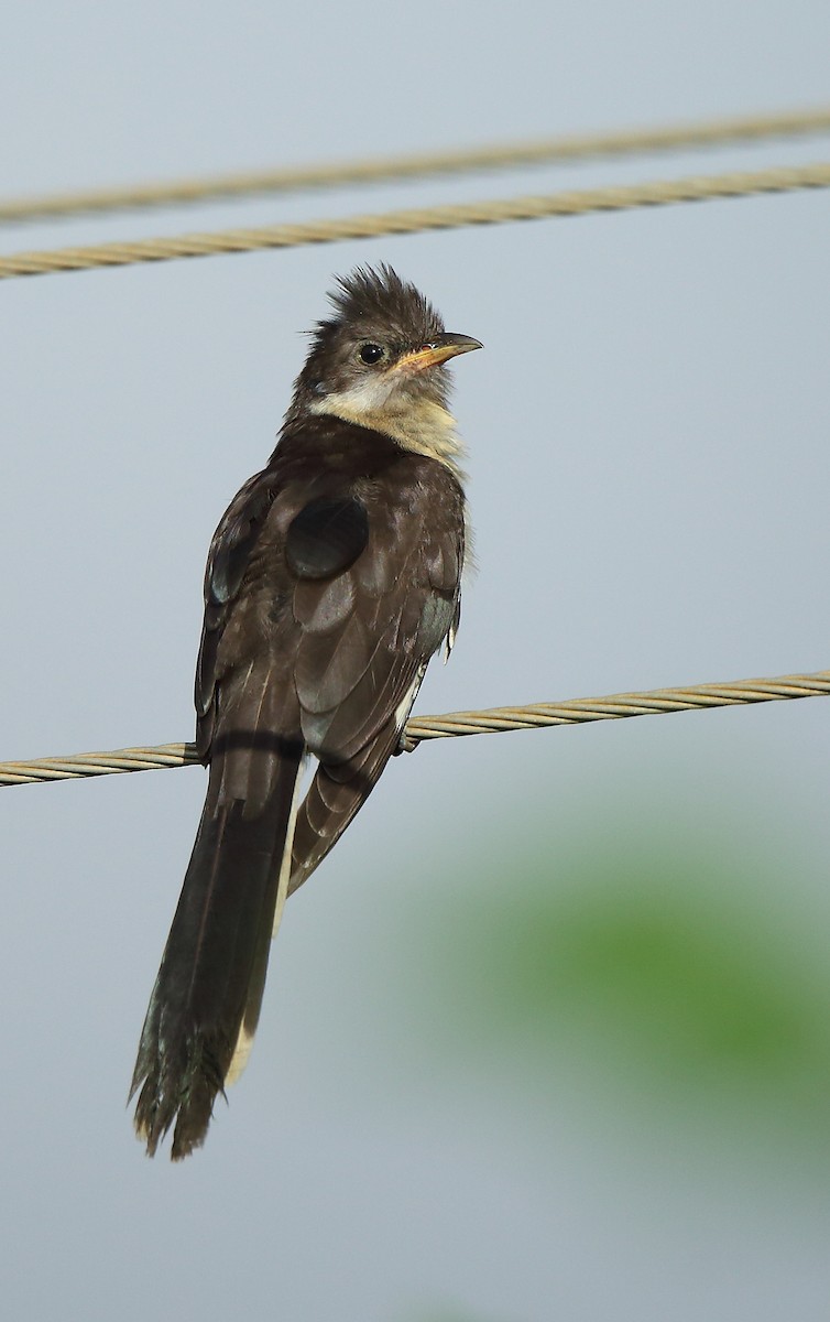 Pied Cuckoo - ML69002731