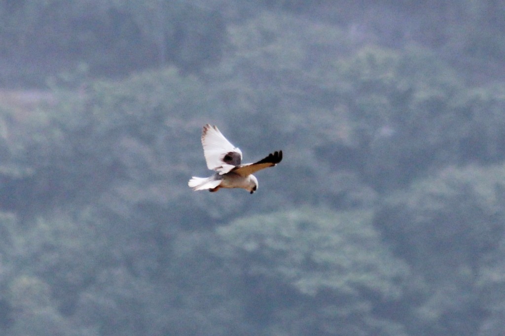 Black-winged Kite - kuttettan munnar