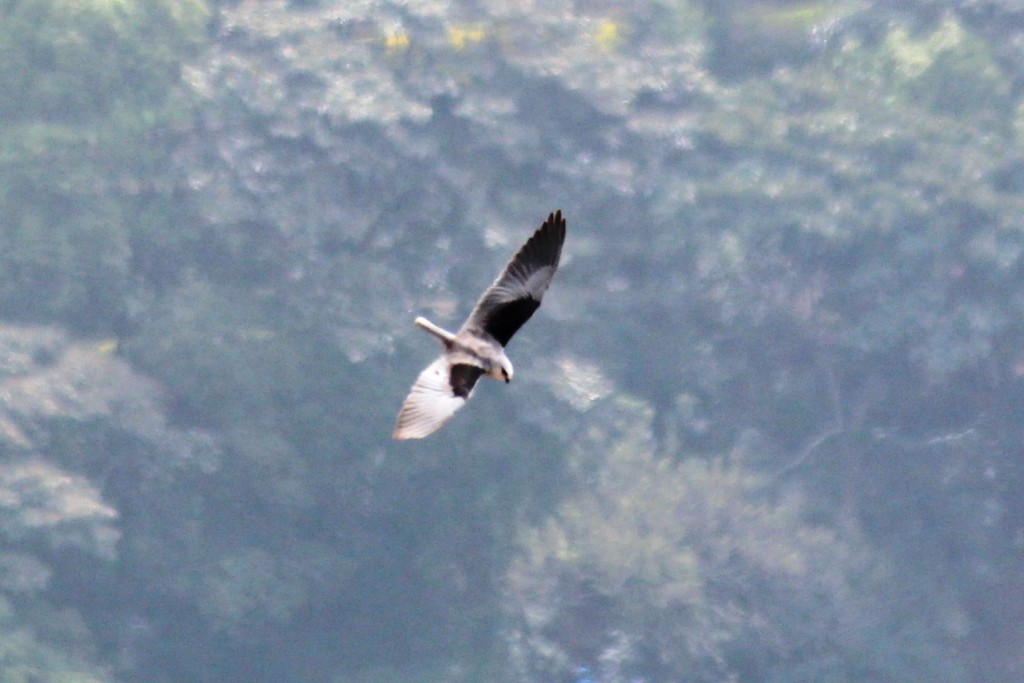 Black-winged Kite - kuttettan munnar