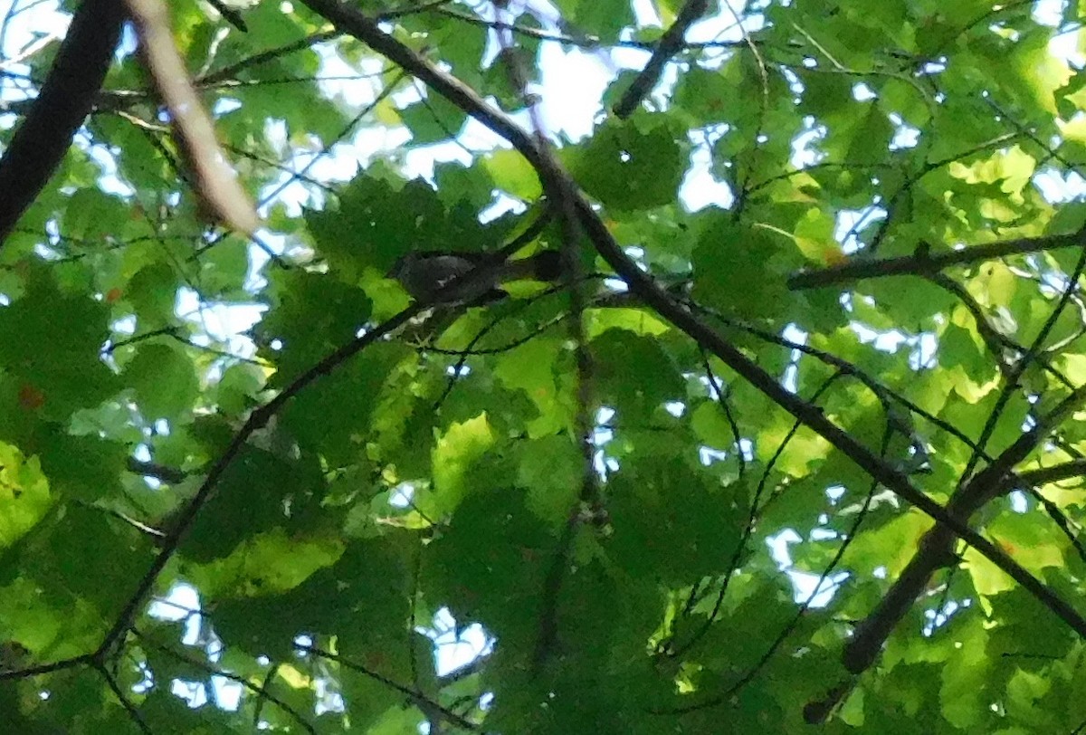 American Redstart - ML69004131