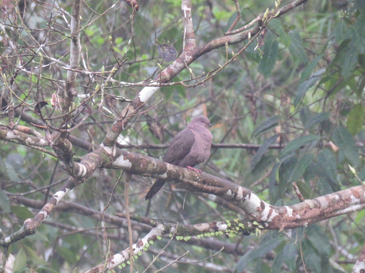 Ruddy Pigeon - Hugo Foxonet