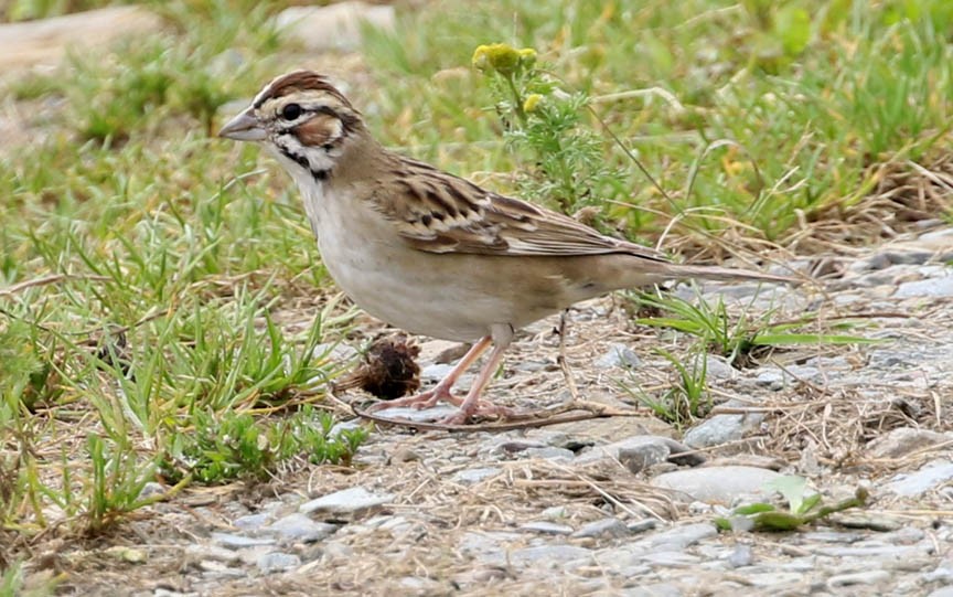 Lark Sparrow - ML69004281