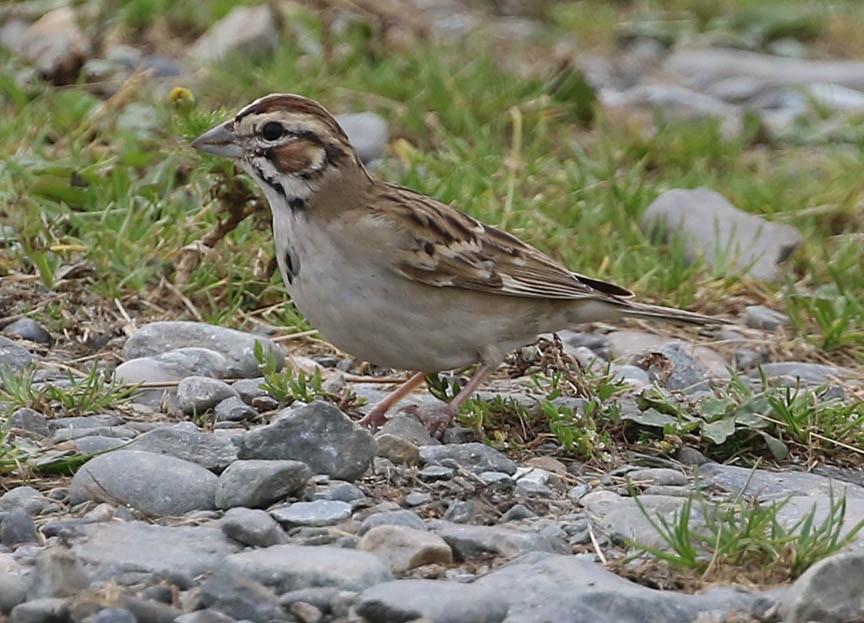 Lark Sparrow - ML69004291