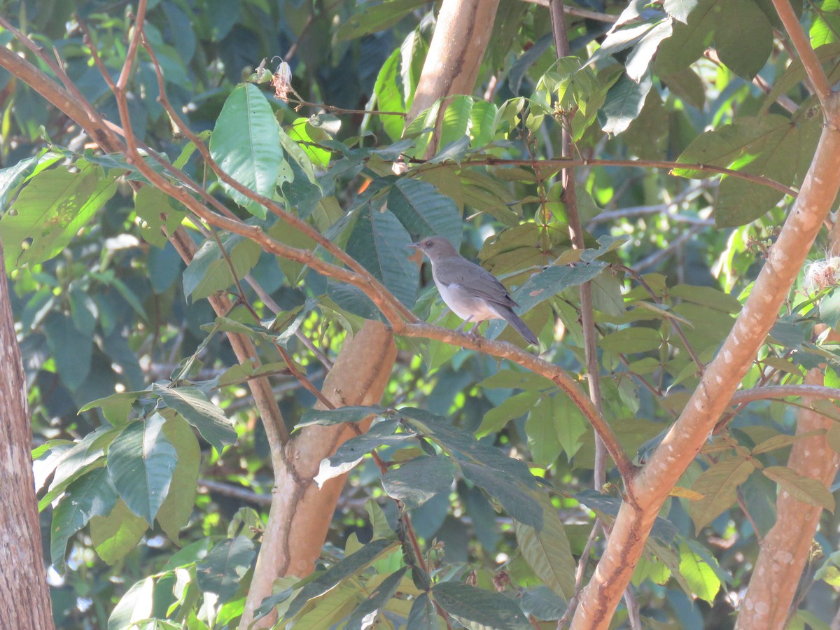 Black-billed Thrush - ML69005171