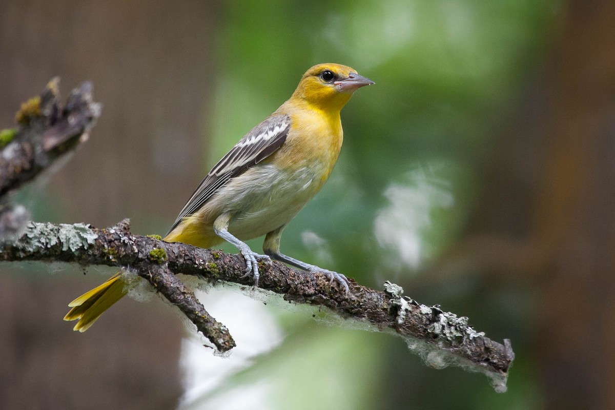 Bullock's Oriole - Tanner Martin