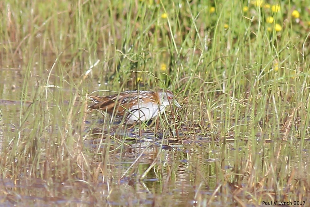 Baillon's Crake - ML69005811