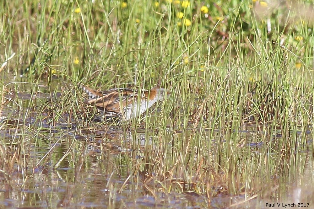 Baillon's Crake - ML69005821