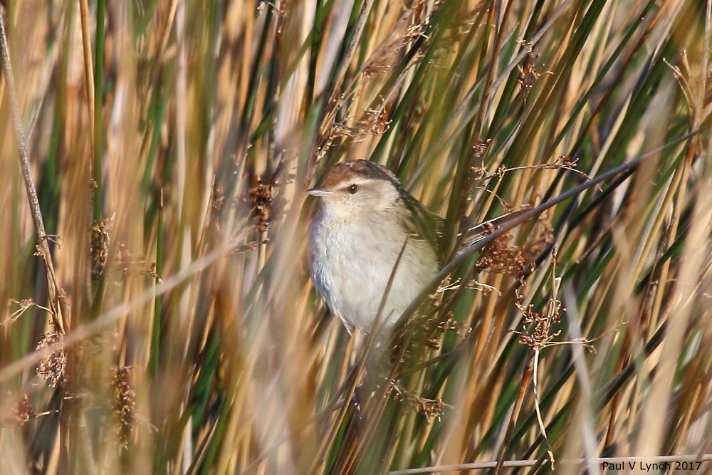 Little Grassbird - ML69006061